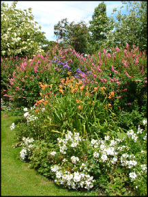 Some of the summer flowers