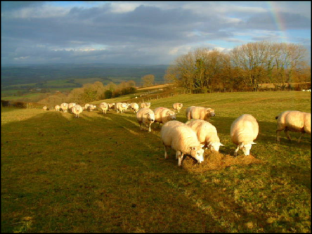 Winter feeding of hay to some of our sheep on top of the hill