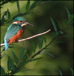 King fishers visit the ponds to feed on the small fish