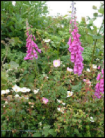 some of the wild flowers that grow in the hedgerows on the farm