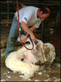Clive shearing a ewe, all of our sheep are shorne in one day of hard work in the early summer